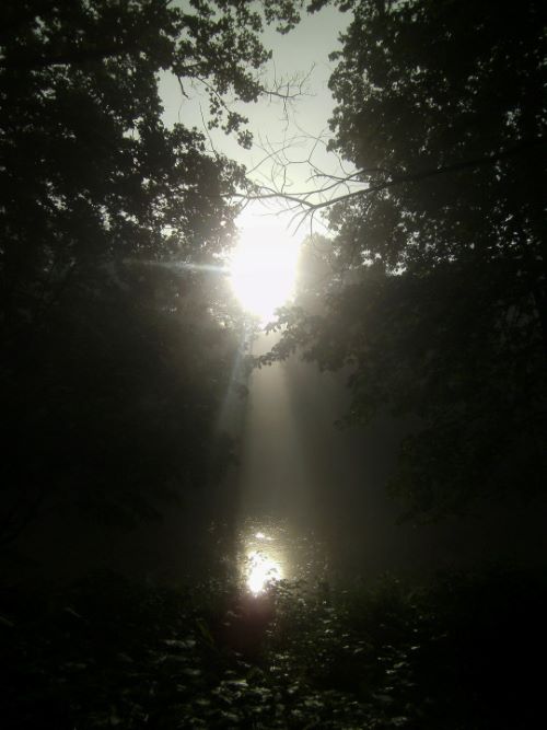 sunshine breaking through a dark forest